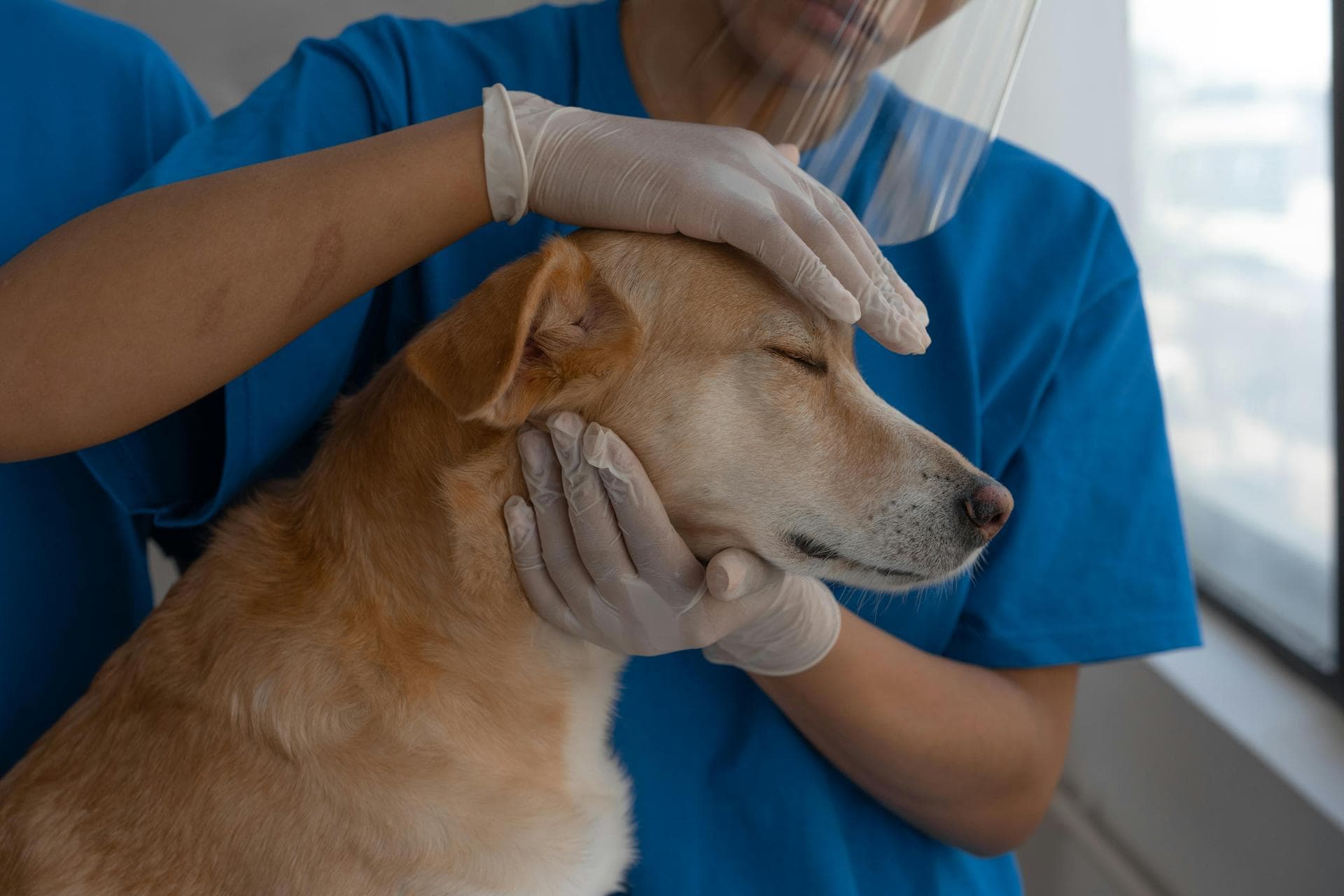 Specialist Vets in Appleton